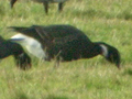 Dark-bellied Brent Goose x Red-breasted Goose hybrid